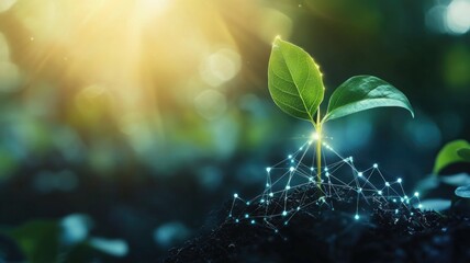 Sprouting plant with digital network connections in sunlight