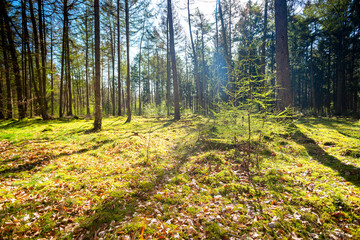 Spring in the forest, Drenthe, The Netherlands