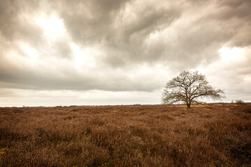 Darks clouds over a heathland with a single tree, Drenthe, The Netherlands