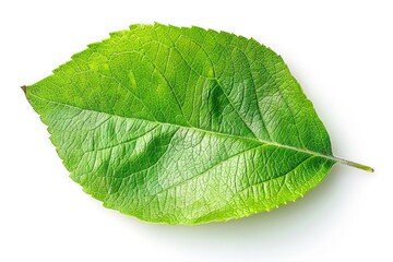 A single leaf on a white background, ideal for use in nature or botanical-themed designs