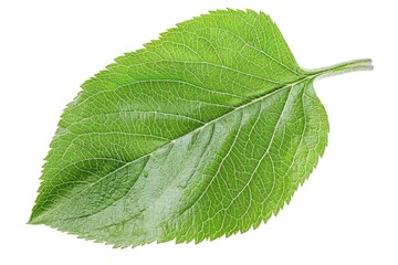 Fototapeta premium A close-up shot of a single leaf on a clean white background