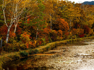 色とりどりカラフルに紅葉した蓮池のほとりの早朝のしっとりした風景。山の向こうから登り始めた朝陽が広がり始めた様子