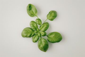 A detailed shot of a plant's leaves and stems on a white background