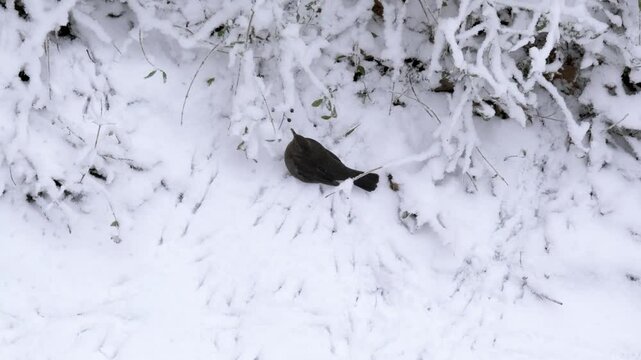 blackbird, Turdus merula bathing in snow, winter snowy, pecking berries, hungry time for birds, fluffy snowflakes fall on trees, ornithology, birds fauna europe, nature protection