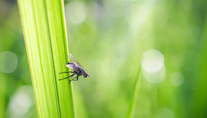 Close-up of housefly on a blade of grass with raindrops in the natural light on a beautiful morning.