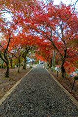 Naklejka premium 滋賀県 鶏足寺の紅葉 
