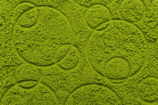 Texture of green wolffia background, Local asian food ingrediant for cooking healthy cuisine
