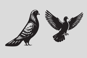 Pigeon vector illustration and bird art
