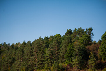 the sky above the trees in the forest