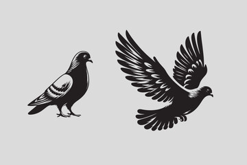 Pigeon vector illustration and bird art