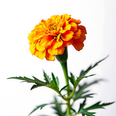 Close-up Watercolor Marigold flower, isolated on a white background, Marigold flower.