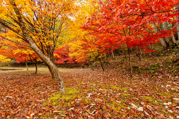 滋賀県　鶏足寺の紅葉　
