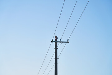 送電線と鳥