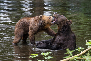 Obraz premium The two brown bears are playing in the water.