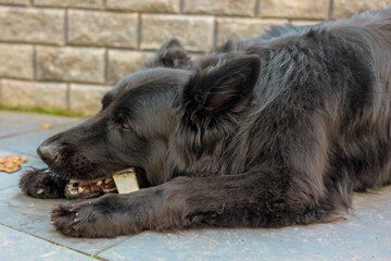 Black Old German Shepherd is lying chewing on a piece of yak cheese