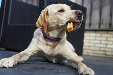 Blonde Labrador holding a delicious piece of yak cheese in its mouth.