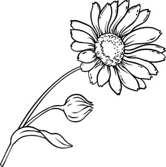 Calendula Plant with Flowers  and Leaves Outline Illustration