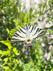 Beautiful butterfly on a tree close-up