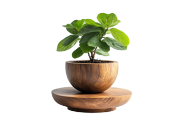 a small potted plant in a wooden bowl. The bowl is round and has a smooth surface. It is placed on a round wooden base that is also made of wood. 