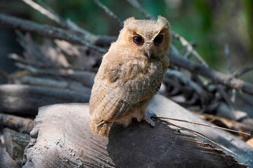 celepuk or Javan Scops Owl (Otus angelinae) during the day perched on a plie of dry wood