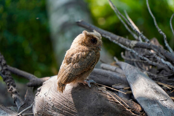 celepuk or Javan Scops Owl (Otus angelinae) during the day perched on a plie of dry wood
