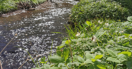 Peaceful water stream flowing through green forest landscape with spring flowers