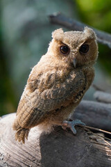 celepuk or Javan Scops Owl (Otus angelinae) during the day perched on a plie of dry wood