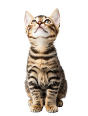 Obraz premium Joyful Bengal Cat on Isolated White Background