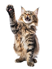 Fototapeta premium Joyful Maine Coon Cat on Isolated White Background