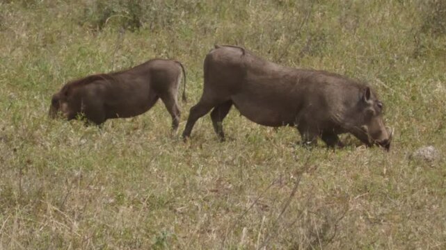 Warthog grazing in the national park.