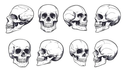 A set of eight detailed line drawings of human skulls, viewed from different angles, including front, side, and three-quarter views. 