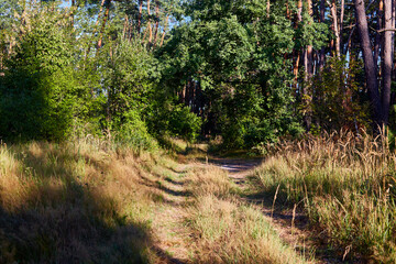 Beautiful summer forest on a sunny day.