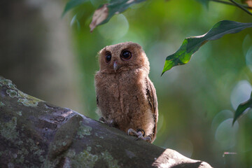 celepuk or Javan Scops Owl (Otus angelinae) during the day perched on the branch in the forest