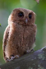 celepuk or Javan Scops Owl (Otus angelinae) during the day perched on the branch in the forest