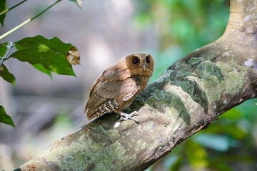 celepuk or Javan Scops Owl (Otus angelinae) during the day perched on the branch in the forest