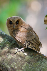 celepuk or Javan Scops Owl (Otus angelinae) during the day perched on the branch in the forest
