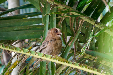 celepuk or Javan Scops Owl (Otus angelinae) during the day perched on the branch in the forest