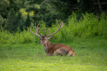 A deer on the grass with antlers. High quality photo