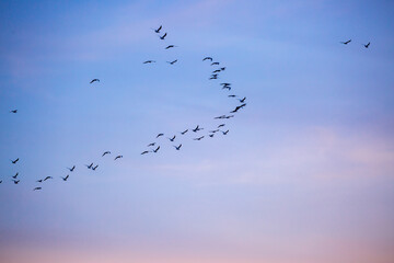 A flock of birds flying in the sunset yellow sky. Awakening of nature in spring, free flight. A flock of small birds in flight against the sunset sky with clouds.