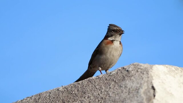 Chicol comiendo semillas, fondo azul