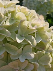 white and yellow flowers