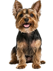 Joyful Yorkshire Terrier on Isolated White Background