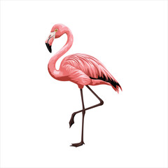 flamingo vector and bird illustration