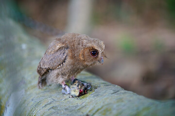 Obraz premium celepuk jawa or javan scops owl (Otus angelineae) with its prey in nature