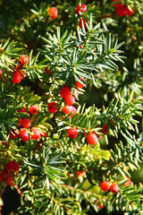 Obraz premium Yew tree, or Taxus baccata with red berries