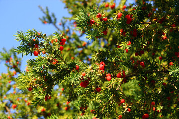 Yew tree, or Taxus baccata with red berries