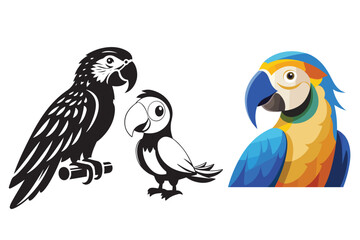 Bird vector and illustration