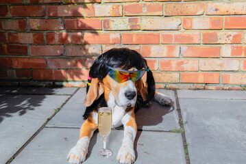 funny beagle dog relaxing in garden wearing sunglasses and wig in summer
