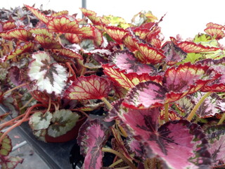 Coleus