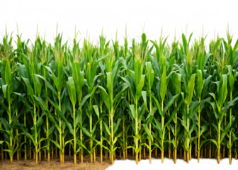 cornfield isolated on white background